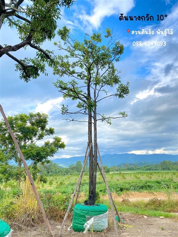 ต้นนางกวัก | สวนต้นอ้อ พันธุ์ไม้ - แก่งคอย สระบุรี