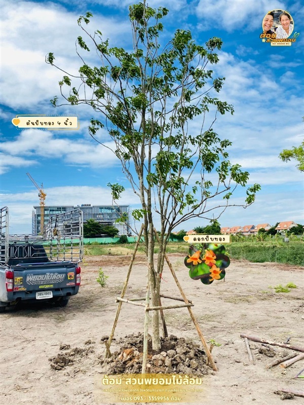 ปีบทอง 4 นิ้ว | สวนพยอมไม้ล้อม จำหน่ายไม้ขุดล้อมขนาดเล็ก,ขนาดใหญ่ - เมืองนครนายก นครนายก