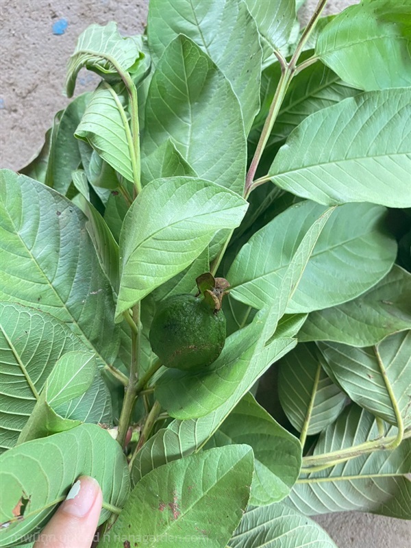 ใบฝรั่งสดสมุนไพร Guava leaves    เก็บสดส่ง จากสวน  | เจซีฟาร์ม - เวียงชัย เชียงราย