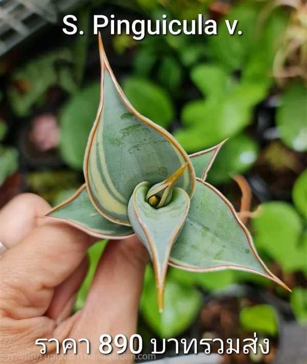 ขายลิ้นมังกรพิงกุยด่าง "S. Pinguicula Variegated"  | proud garden - เมืองนครปฐม นครปฐม