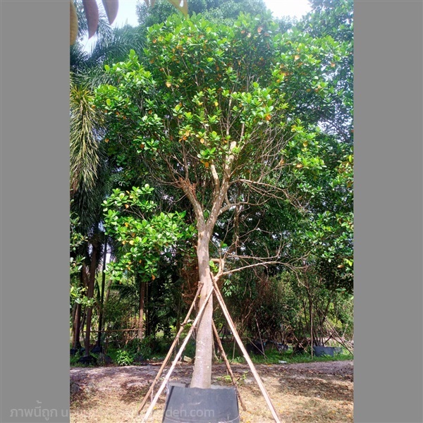 ต้นขนุน | สวนป้าอรพันธ์ไม้ -  สระบุรี