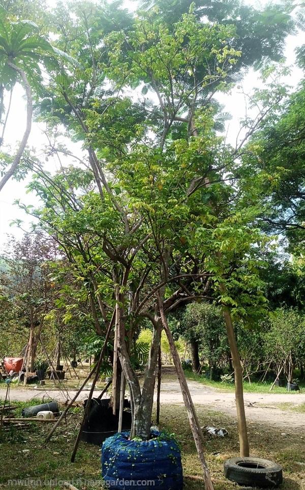 ต้นมะเฟือง | สวนป้าอรพันธ์ไม้ -  สระบุรี