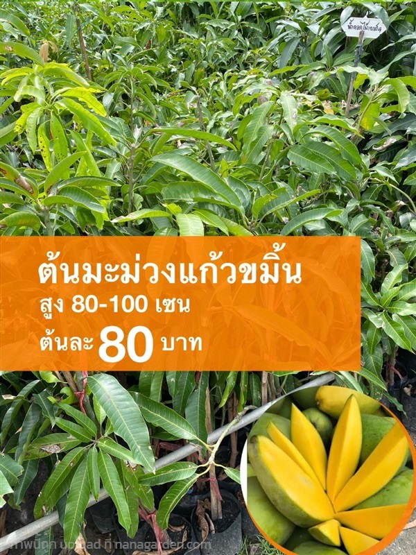 ต้นมะม่วงแก้วขมิ้น สูง80-100 เซนติเมตร | มนตรี สวนป่าไม้เศรษฐกิจ - โพธาราม ราชบุรี