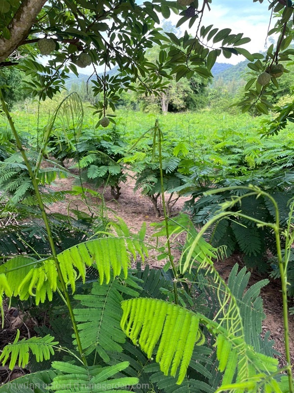 กิ่งพันธ์ุชะอม | สวนแม่ - แก่งกระจาน เพชรบุรี