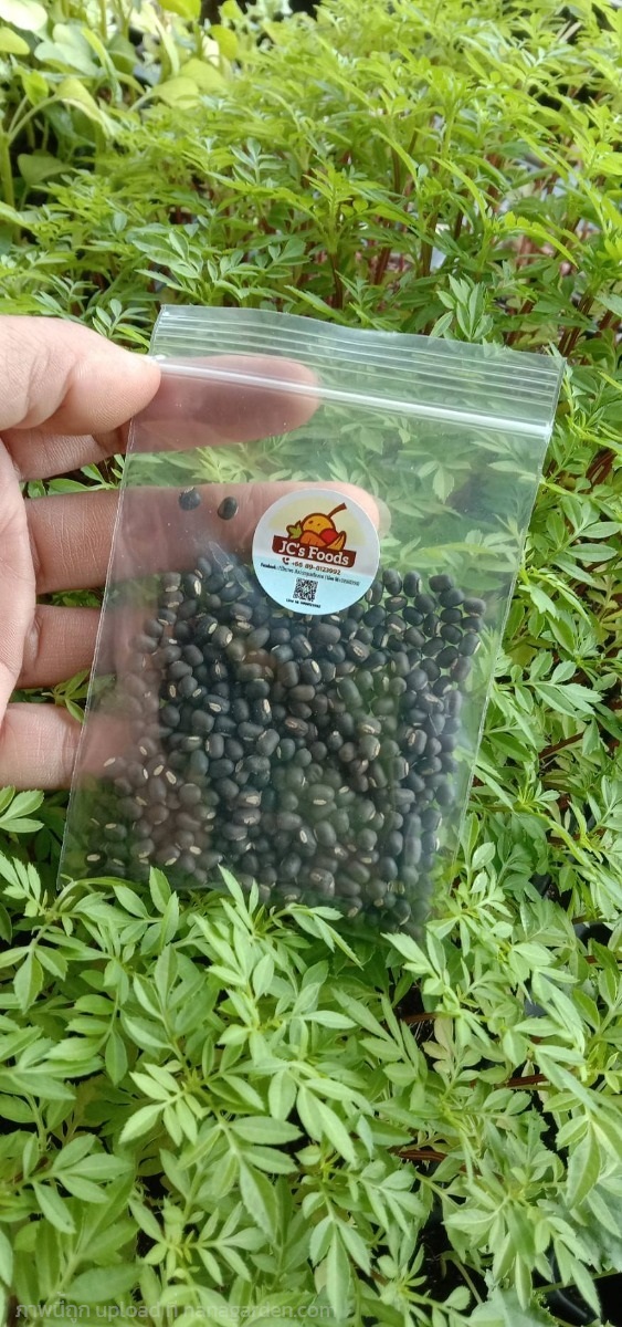 เมล็ดถั่วแขกสำหรับปลูก (Bush bean)ซองละ 29 บาท  | เจซีฟาร์ม - เวียงชัย เชียงราย