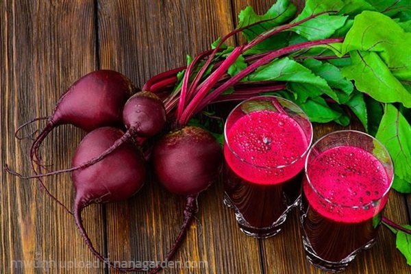  เมล็ดพันธุ์ บีทรูท (Beetroot)  ซองละ 29 บาท  | เจซีฟาร์ม - เวียงชัย เชียงราย