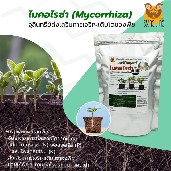 อาร์บัสคูลาร์ไมคอร์ไรซ่า (Mycorrhiza) ขนาด 1 กก | สองลิงการเกษตร - บางพลี สมุทรปราการ