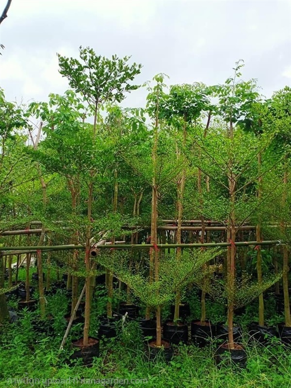 ต้นหูกระจง สูง3เมตร | สวนพันธุ์ไม้ ป๊อบ - องครักษ์ นครนายก