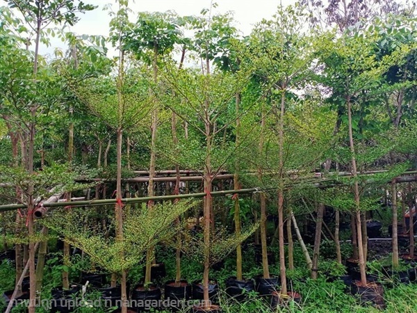 ต้นแผ่บารมี สูง3เมตร | สวนพันธุ์ไม้ ป๊อบ - องครักษ์ นครนายก