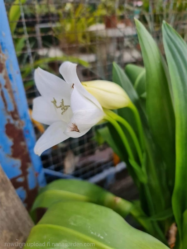 ขายหัวว่านมหาบัวขาว "Crinum moorei" ดอกสีขาวบริสุท | proud garden - เมืองนครปฐม นครปฐม