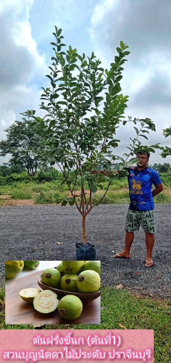 ต้นฝรั่งขี้นก | สวนบุญนัดดาไม้ประดับ ปราจีนบุรี - ประจันตคาม ปราจีนบุรี