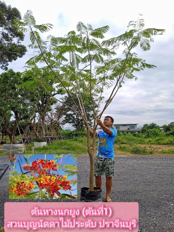 ต้นหางนกยูง | สวนบุญนัดดาไม้ประดับ ปราจีนบุรี - ประจันตคาม ปราจีนบุรี