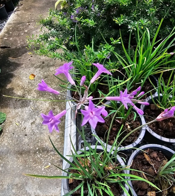 ขายต้นกุยช่ายประดับดอกสีม่วง กอใหญ่ค่ะ ออกดอกตลอดป | proud garden - เมืองนครปฐม นครปฐม