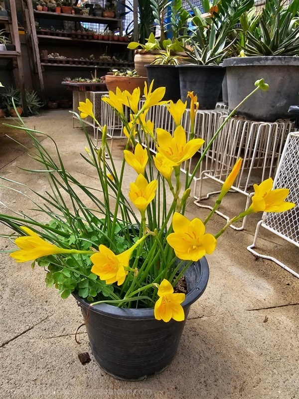 ขายบัวดินดอกสีเหลืองขมิ้น "critina" กอใญ่มี 20 กว่ | proud garden - เมืองนครปฐม นครปฐม