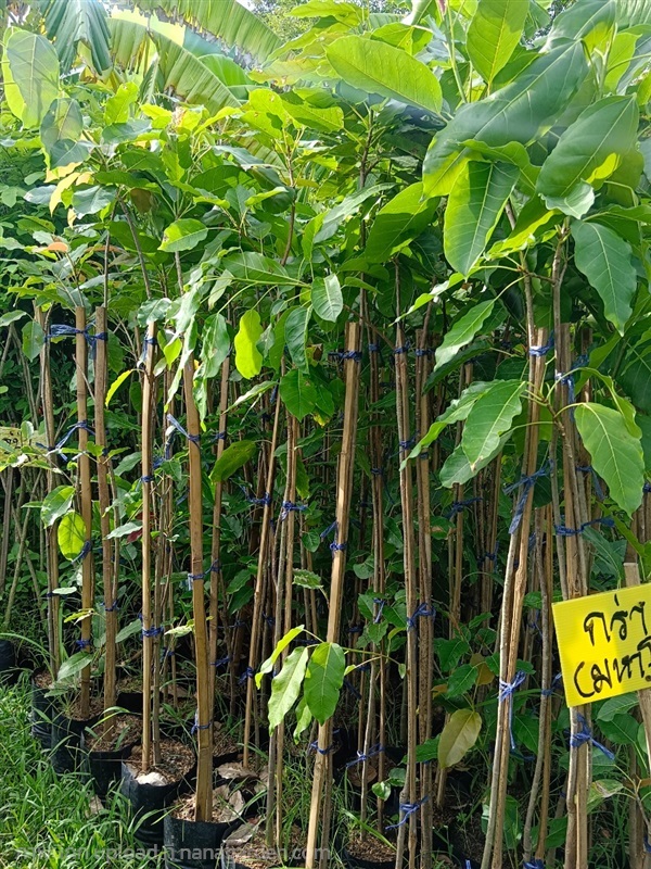 ต้นกร่างหรือต้นมหาโชค | สมบูรณ์จัดหาพันธ์ไม้ - หนองเสือ ปทุมธานี