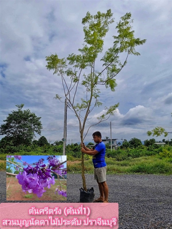 ต้นศรีตรัง | สวนบุญนัดดาไม้ประดับ ปราจีนบุรี - ประจันตคาม ปราจีนบุรี