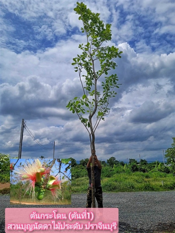 ต้นกระโดน | สวนบุญนัดดาไม้ประดับ ปราจีนบุรี - ประจันตคาม ปราจีนบุรี