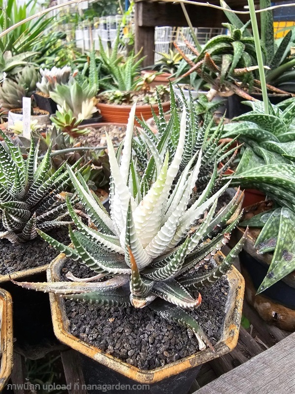 ขายต้นม้าลายด่างขาว "Haworthia attenuata variegate | proud garden - เมืองนครปฐม นครปฐม