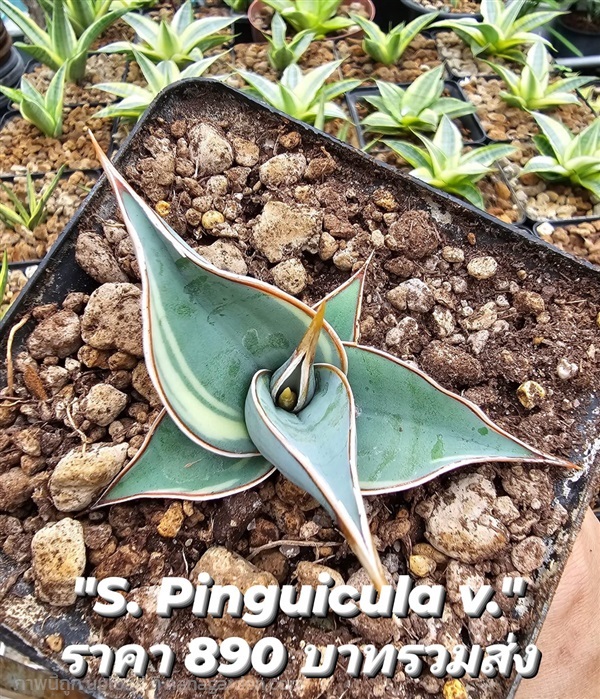 ขายลิ้นมังกรพิงกุยด่าง "S. Pinguicula Variegated"  | proud garden - เมืองนครปฐม นครปฐม