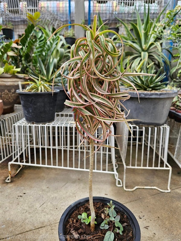 ต้นเข็มสามสีใบบิดเกลียวต้นใหญ่ "Dracaena cincta Ba | proud garden - เมืองนครปฐม นครปฐม