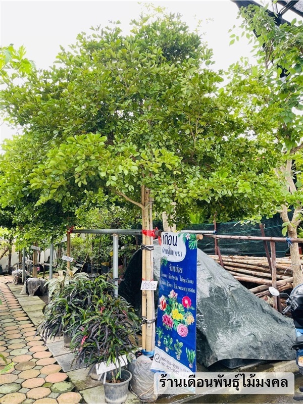 ต้นแก้วเจ้าจอม | เดือนพันธุ์ไม้มงคล - บางใหญ่ นนทบุรี