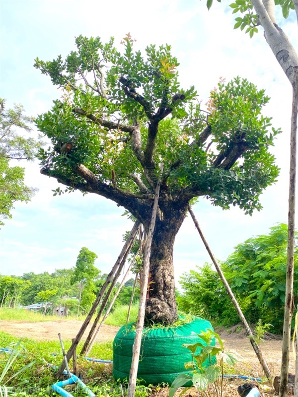 หว้าน้ำโขง | สวนต้นอ้อ พันธุ์ไม้ - แก่งคอย สระบุรี