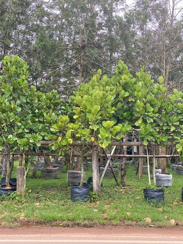 ต้นเกล็ดกระโห้เขียว | ณัฐพลพันธุ์ไม้ -  ปราจีนบุรี