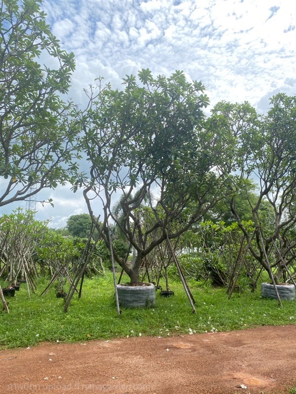 ต้นลีลาวดีขาวพวง | ณัฐพลพันธุ์ไม้ -  ปราจีนบุรี