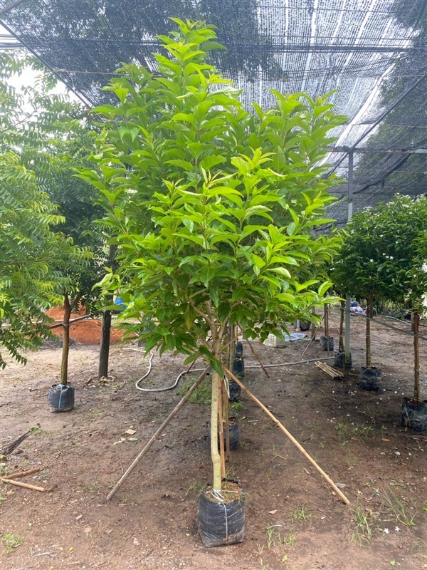 ต้นบุหง่าสาหรี่ | ณัฐพลพันธุ์ไม้ -  ปราจีนบุรี
