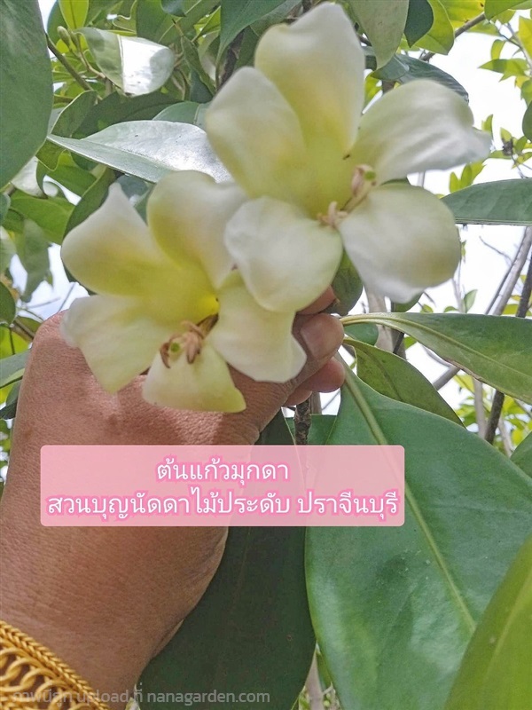 ต้นแก้วมุกดา | สวนบุญนัดดาไม้ประดับ ปราจีนบุรี - ประจันตคาม ปราจีนบุรี