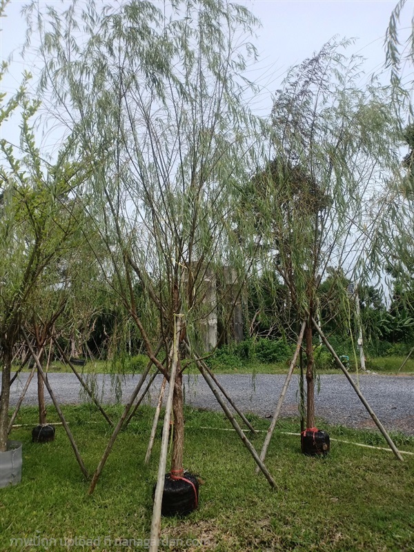 ต้นหลิวลู่ลม | สวนบุญนัดดาไม้ประดับ ปราจีนบุรี - ประจันตคาม ปราจีนบุรี
