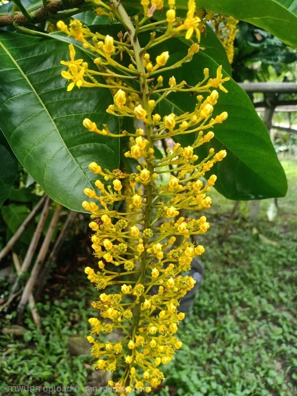 ต้นโซ่ทองคำ | สวนบุญนัดดาไม้ประดับ ปราจีนบุรี - ประจันตคาม ปราจีนบุรี