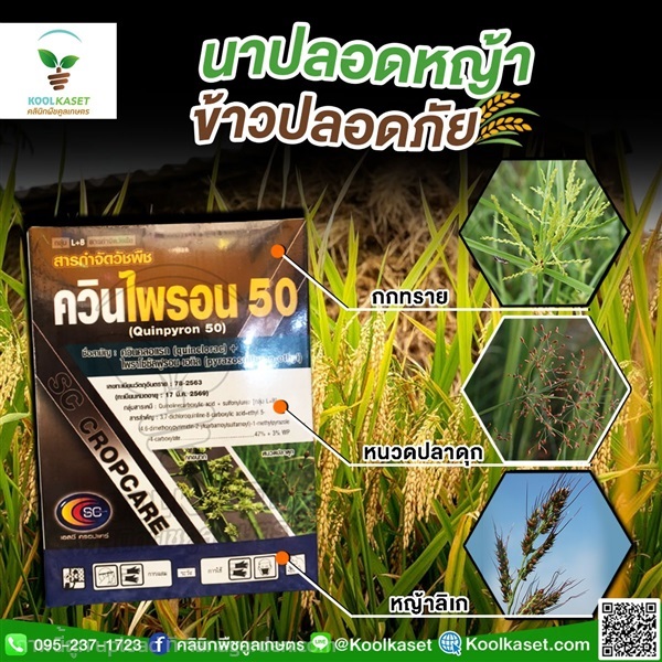 กำจัดหญ้า ควินไพรอน 100 กรัม คูลเกษตร KP3 | คลินิกพืชคูลเกษตร - ชุมตาบง นครสวรรค์