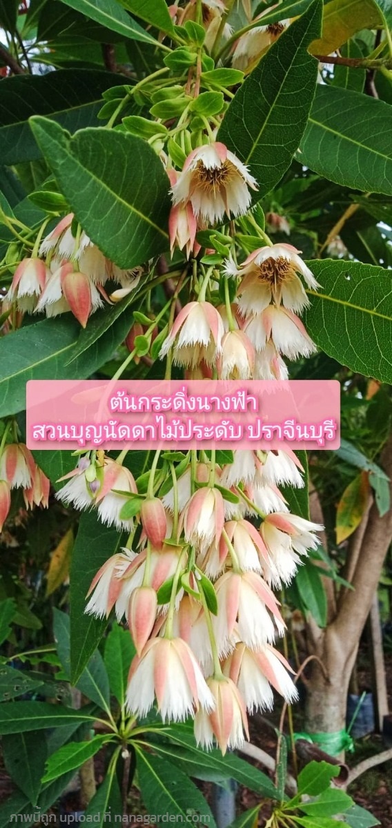 ต้นกระดิ่งนางฟ้า | สวนบุญนัดดาไม้ประดับ ปราจีนบุรี - ประจันตคาม ปราจีนบุรี