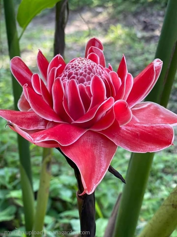 ดาหลาดอกแดง ดาหลาแดง ดาหลาเหมืองใต้ | สวนป้าผา เมืองใต้ - ร่อนพิบูลย์ นครศรีธรรมราช