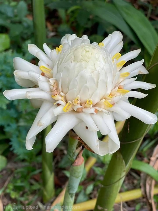 ดาหลาดอกขาว ดาหลาขาว หน่อดาหลา | สวนป้าผา เมืองใต้ - ร่อนพิบูลย์ 