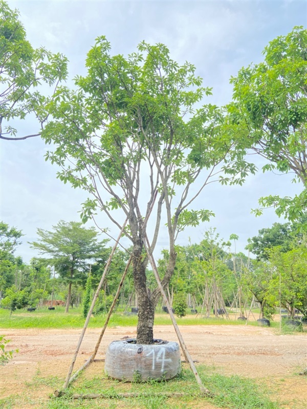 ต้นจิกน้ำ ขนาด 14 นิ้ว | ส.สำราญ พันธุ์ไม้ - แก่งคอย สระบุรี