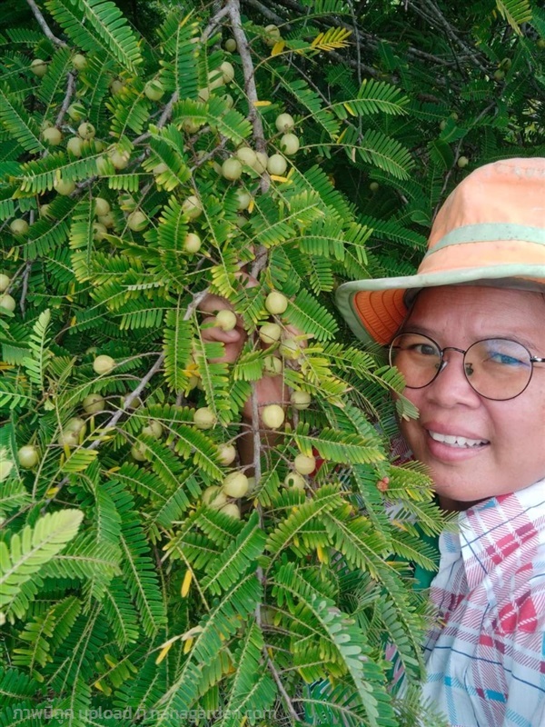 มะขามป้อมไทย ขายผลสด/ผลตากแห้ง/เมล็ดพันธุ์ | เมล็ดพันธุ์ดี เกษตรวิถีไทย - เมืองระยอง ระยอง