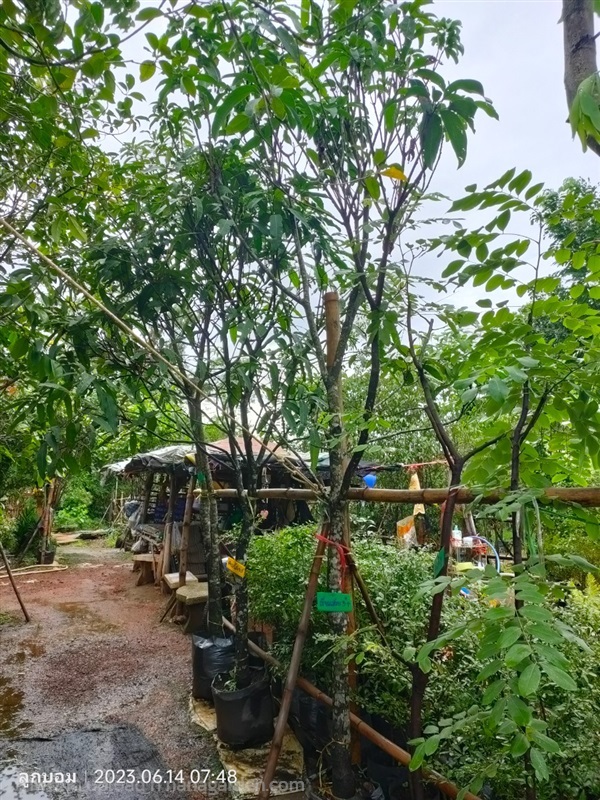 มะม่วงเขียวเสวย3" | สวนป้านิตย์ ปราจีนบุรี - เมืองปราจีนบุรี ปราจีนบุรี