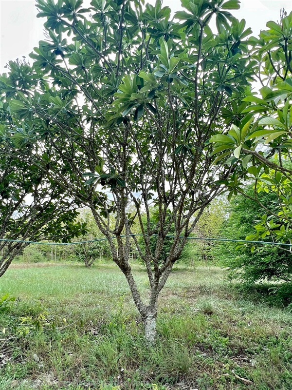 ต้นลีลาวดี | เพชรงามพันธุ์ปาล์ม -  กาญจนบุรี