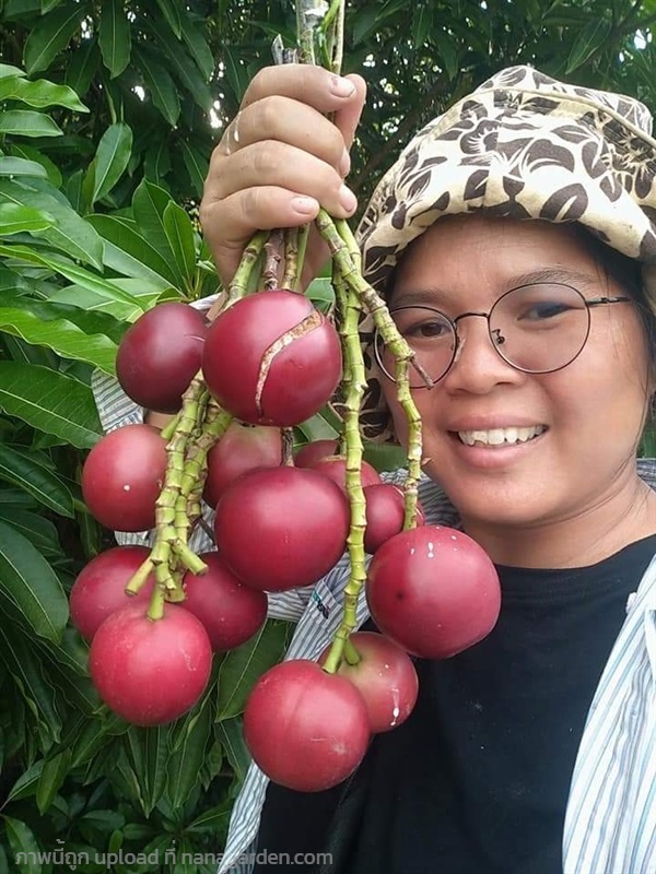 ตีนเป็ดทราย ขายเมล็ดพันธุ์/ต้นกล้า | เมล็ดพันธุ์ดี เกษตรวิถีไทย - เมืองระยอง ระยอง