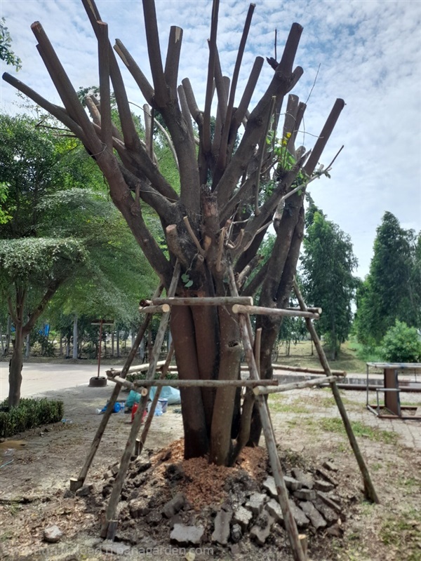 รับขุดล้อมย้ายปลูกต้นไม้ใหญ่ นนทบุรี | ดูดีการ์เด้นโฮม - บางบัวทอง นนทบุรี