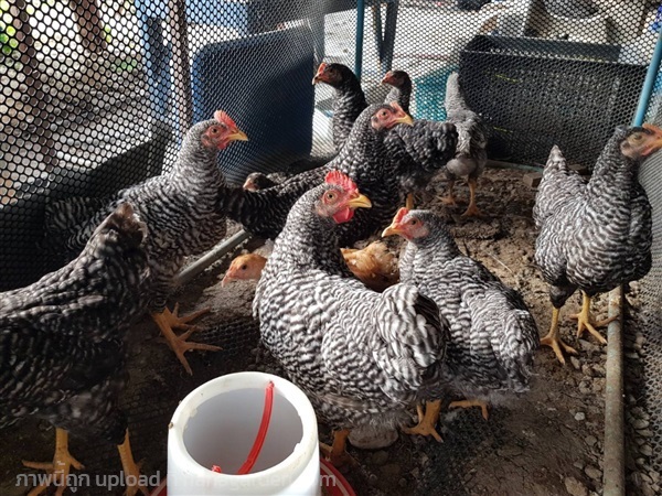 ไก่สายพันธุ์บาร์พลีมัทร๊อค | ชิคอินฟาร์ม ปทุมธานี  - เมืองปทุมธานี ปทุมธานี