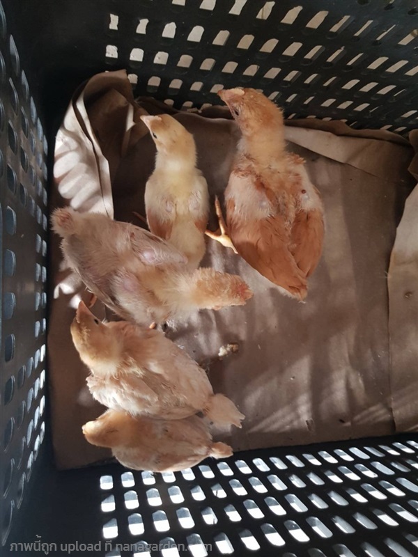 ไก่ตะเภาทอง | ชิคอินฟาร์ม ปทุมธานี  - เมืองปทุมธานี ปทุมธานี
