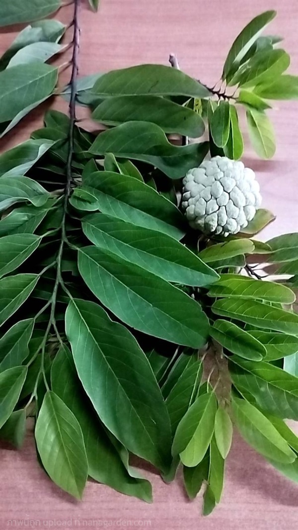 ใบน้อยหน่า(Custard Apple) ใบน้อยหน่าสด ใบบักเขียบ  | เจซีฟาร์ม - เวียงชัย เชียงราย