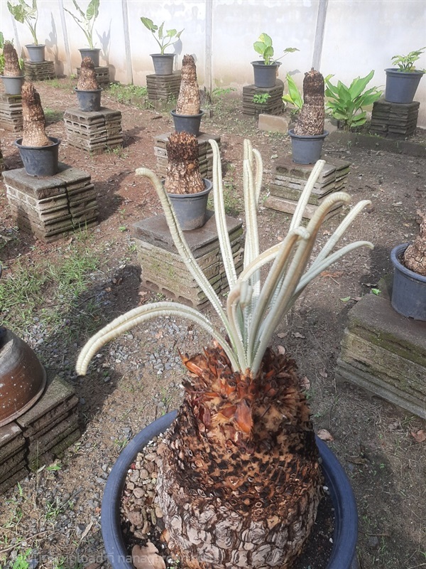 ปรงเงินCycas siamensis Miq or silver cycad | สวนศรีชาวนา - เมืองปราจีนบุรี ปราจีนบุรี