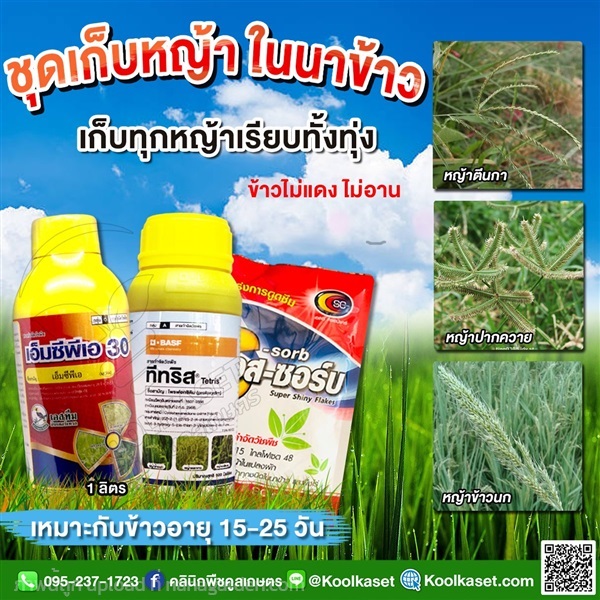 กำจัดหญ้า 15-25 วัน 1 ลิตร คูลเกษตร KP30 | คลินิกพืชคูลเกษตร - ชุมตาบง นครสวรรค์