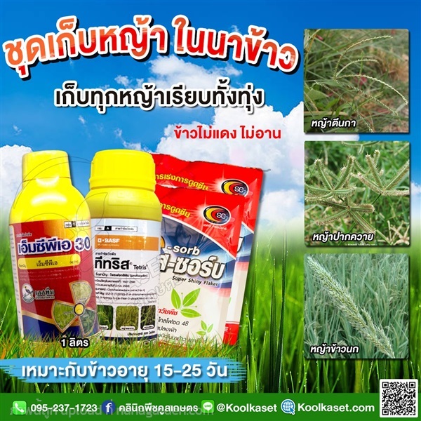 กำจัดหญ้า 15-25 วัน  คูลเกษตร KP31 | คลินิกพืชคูลเกษตร - ชุมตาบง นครสวรรค์