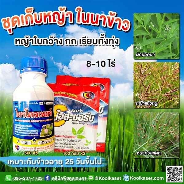 กำจัดหญ้า ไตรโคลเพอร์ ซีซี+เอสซอร์บ  คูลเกษตร KP36 | คลินิกพืชคูลเกษตร - ชุมตาบง นครสวรรค์