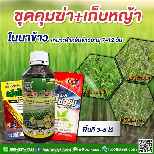 กำจัดหญ้า  นาข้าว 7-12 วัน คูลเกษตร KP41 | คลินิกพืชคูลเกษตร - ชุมตาบง นครสวรรค์